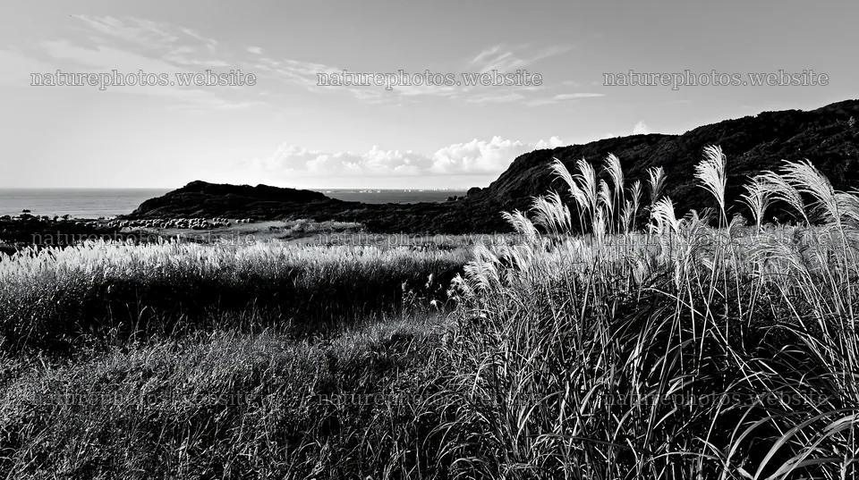 Iwate rain refreshed meadow seedhead foreground – nature photos 10608x5938