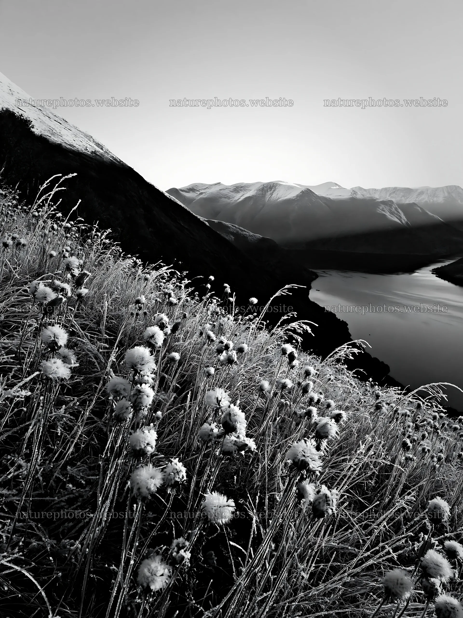 Meadow with seedheads near a lake in the mountains – nature photos 6866x9174