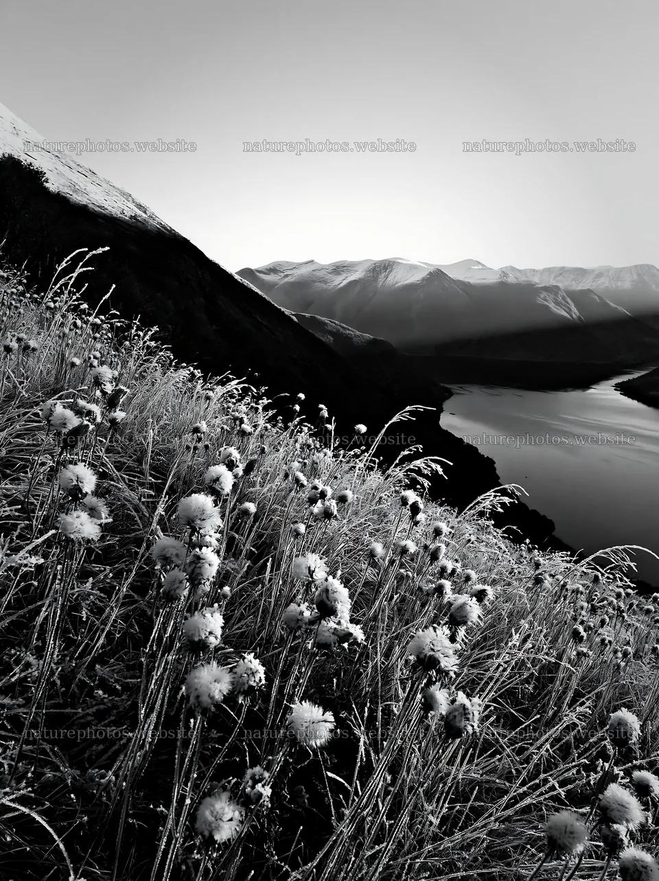 Meadow with seedheads near a lake in the mountains – nature photos 6866x9174
