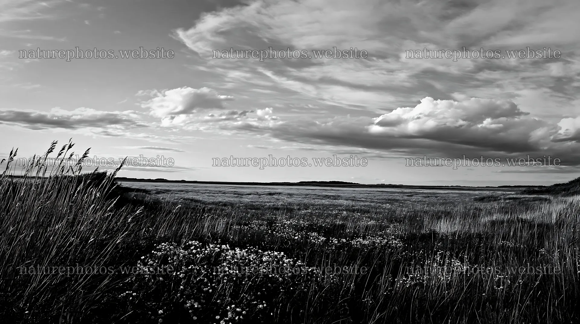 Saga floodplain meadow with reed foreground in black and white – nature photos 10608x5938