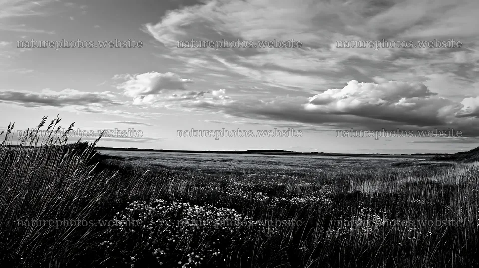 Saga floodplain meadow with reed foreground in black and white – nature photos 10608x5938