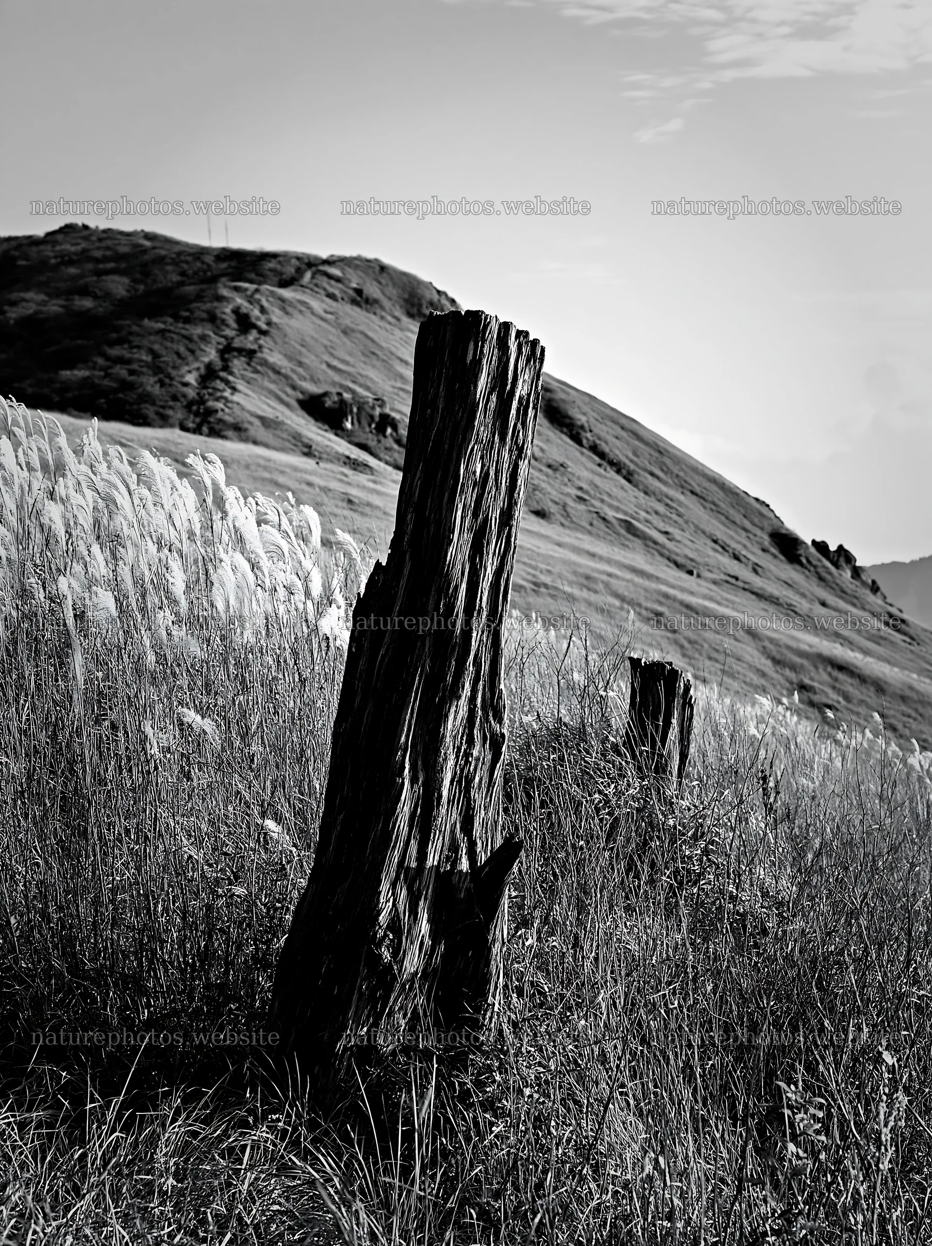 Wakayama autumn meadow with weathered wood and grass – nature photos 6866x9174