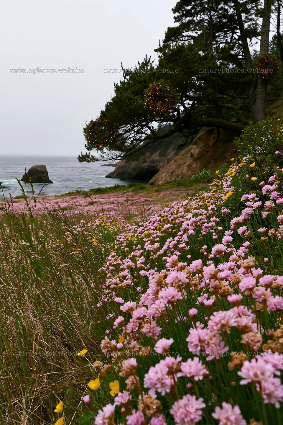 Christmas wreaths in meadow by cave in coastal setting – nature photos 6480x9722