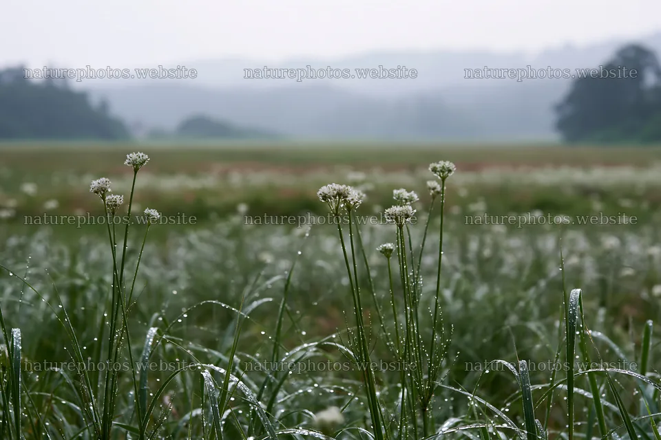 Akita snowmelt meadow with silver grasses at dawn – nature photos 9722x6480