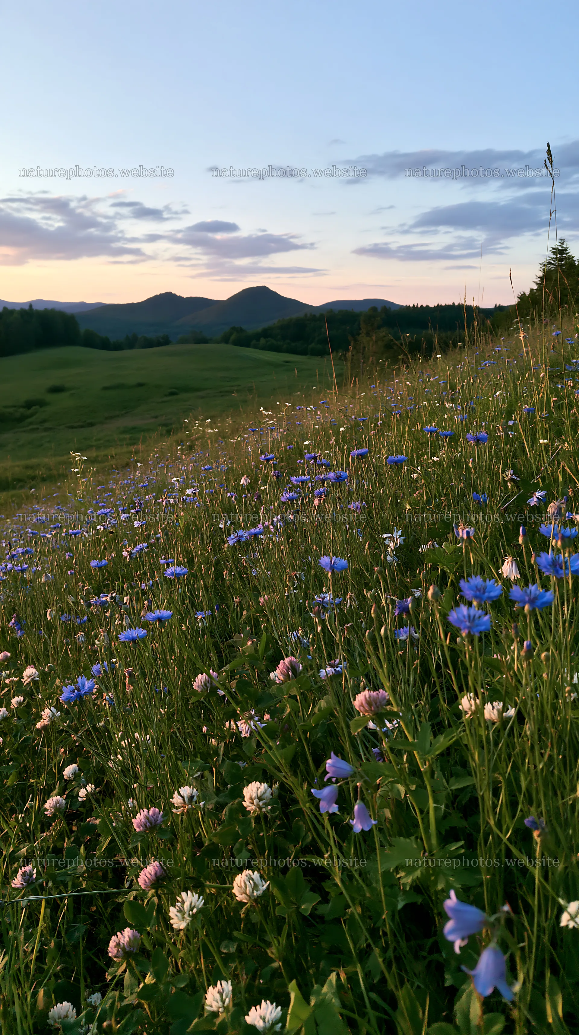 Clover cornflower meadow at sunset in quiet landscape – nature photos 5938x10608