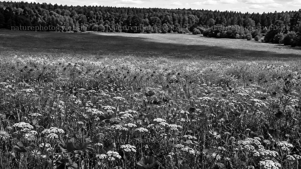 Wildflower Meadow in a Forest Clearing – nature photos 10324x5812