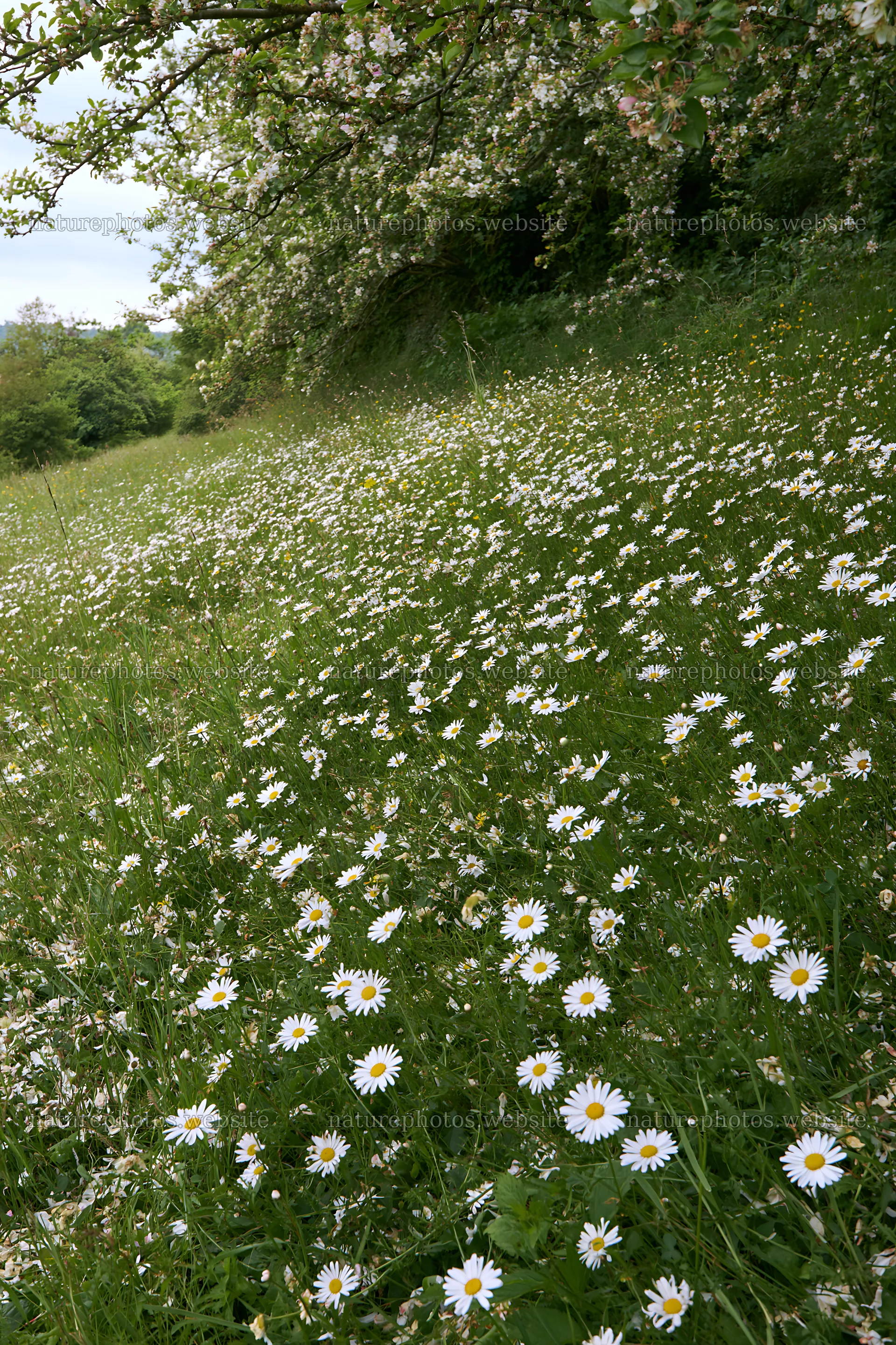 Sunlight on a meadow filled with daisies and greenery – nature photos 6480x9722