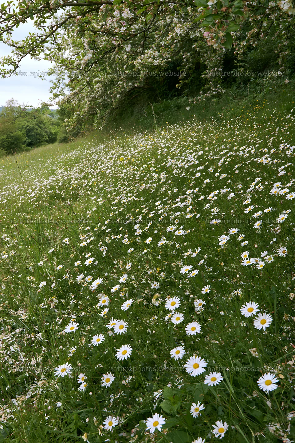 Sunlight on a meadow filled with daisies and greenery – nature photos 6480x9722