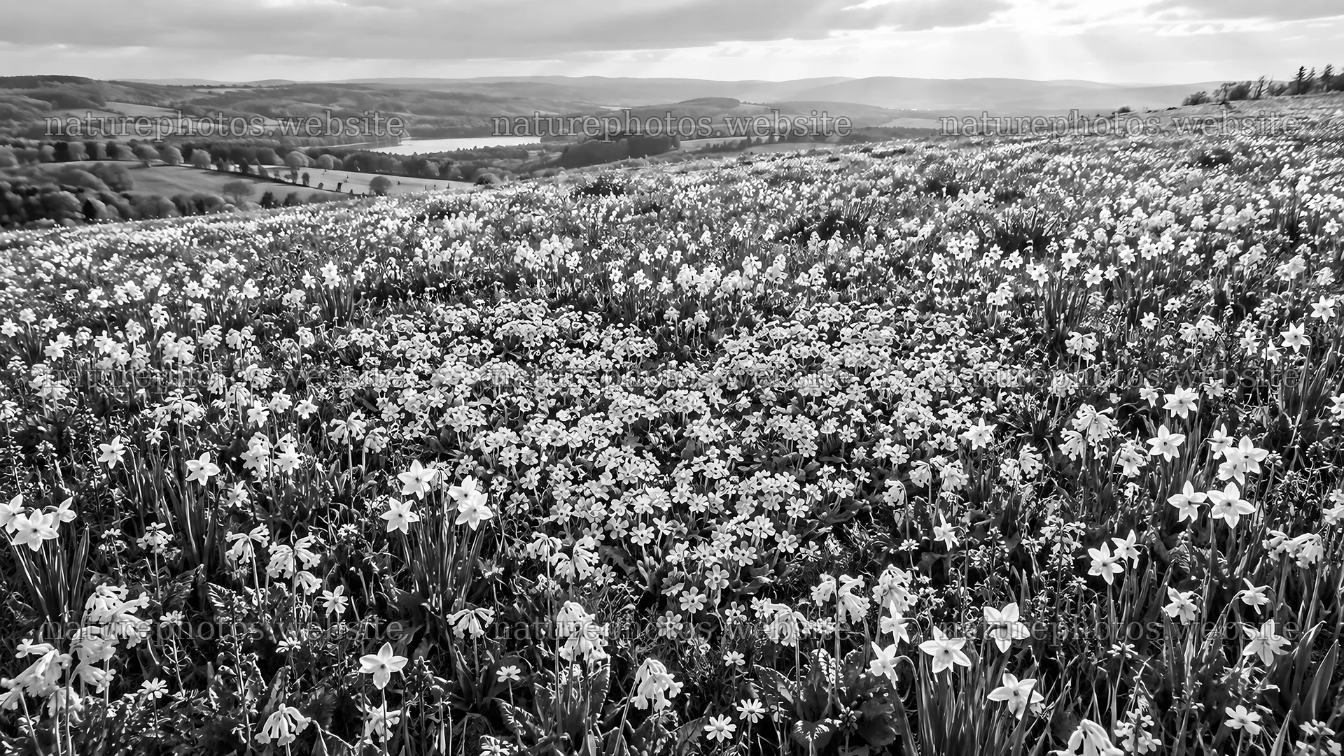 Flower-Filled Meadow on a Rolling Hillside – nature photos 10324x5812