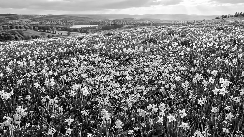 Flower-Filled Meadow on a Rolling Hillside – nature photos 10324x5812