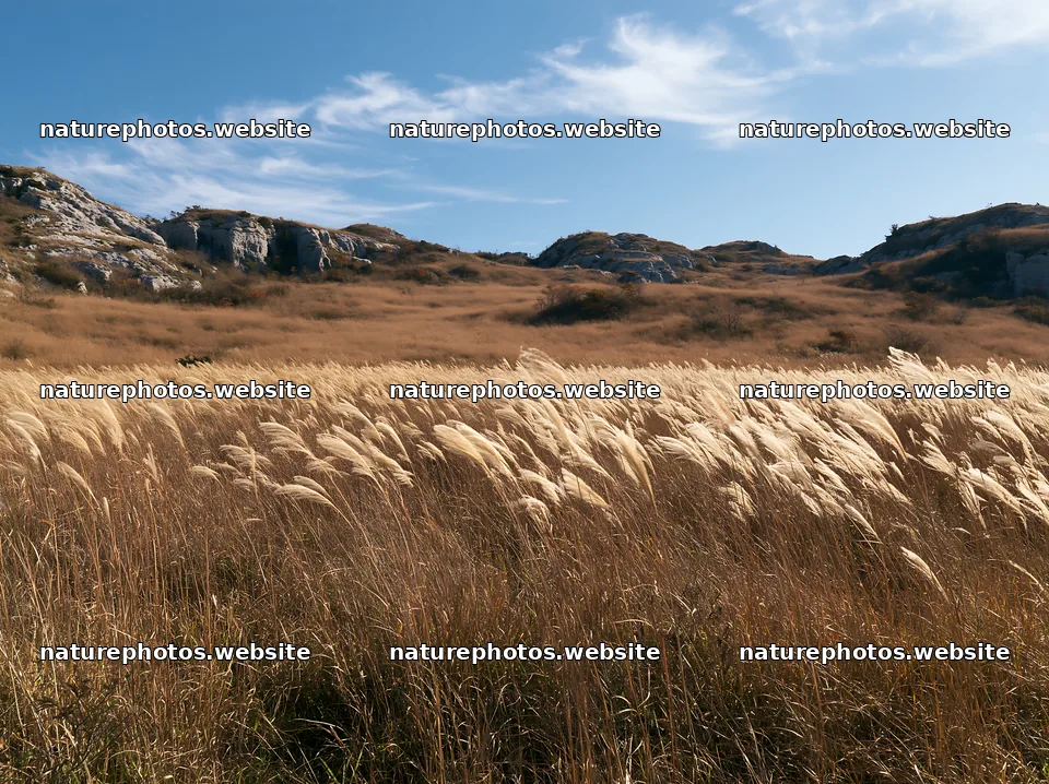 Okayama golden meadow with seedhead foreground – nature photos 9174x6866
