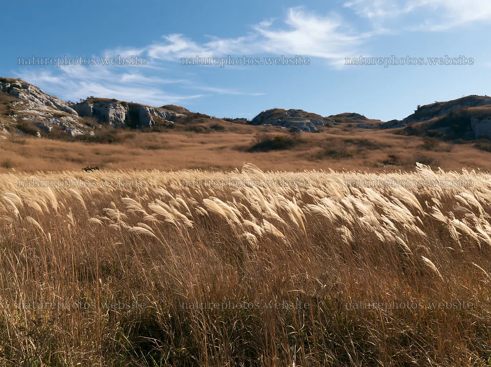 Okayama golden meadow with seedhead foreground – nature photos 9174x6866
