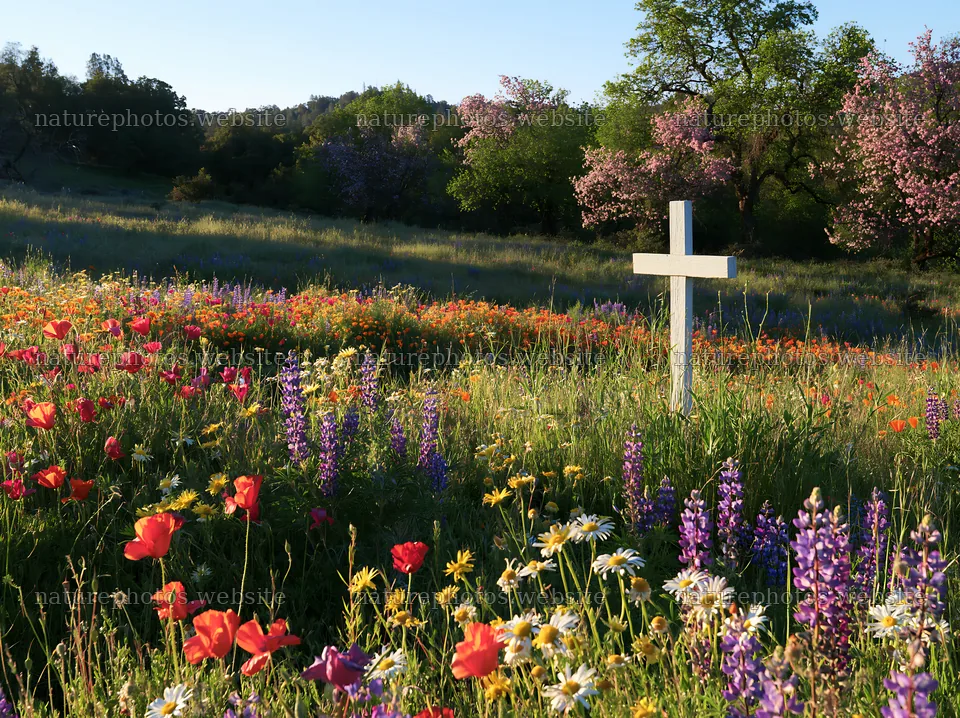 White Christian cross in a colorful meadow during Christmas time – nature photos 9174x6866