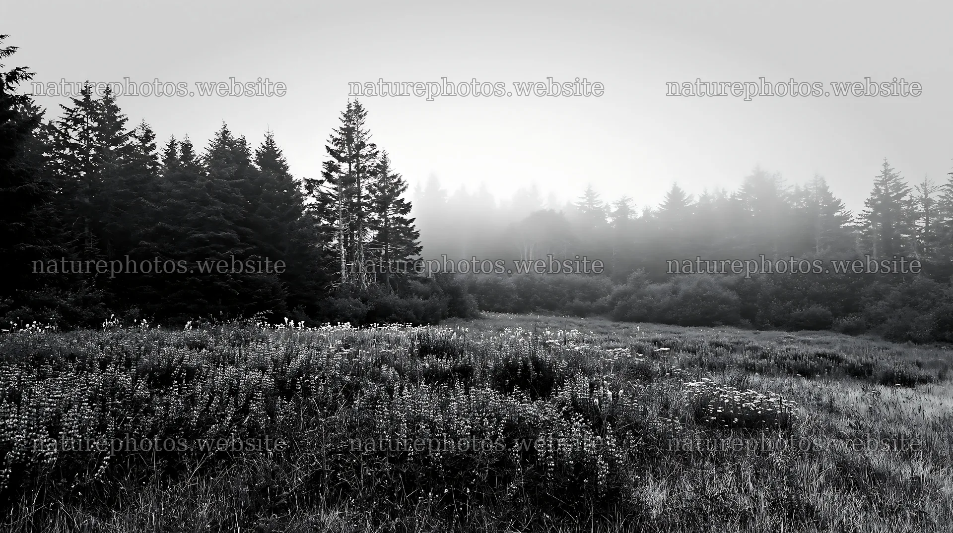 Misty forest meadow with wildflowers and trees in the background – nature photos 10608x5938