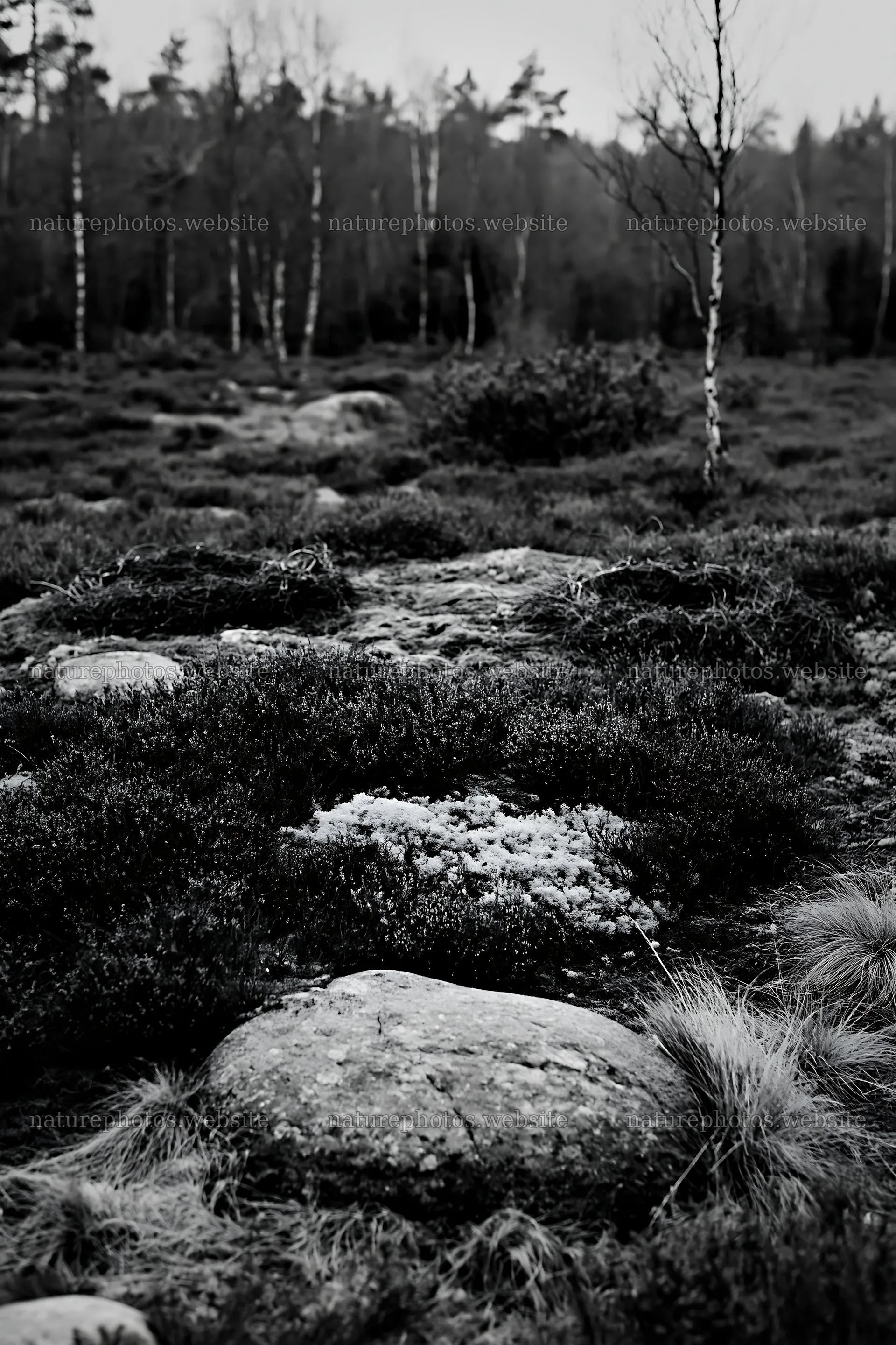 Expansive Christmas meadow with pink heather and stones – nature photos 6480x9722