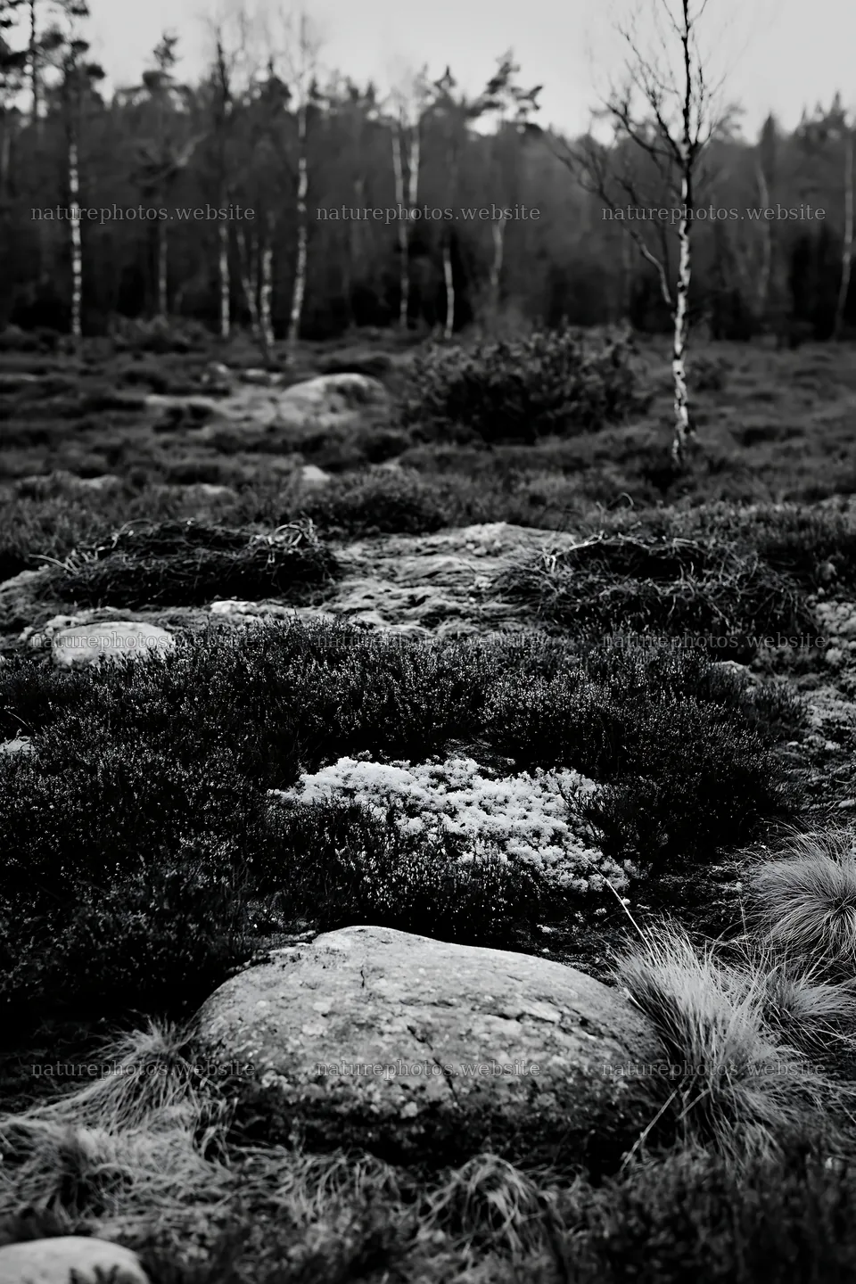 Expansive Christmas meadow with pink heather and stones – nature photos 6480x9722