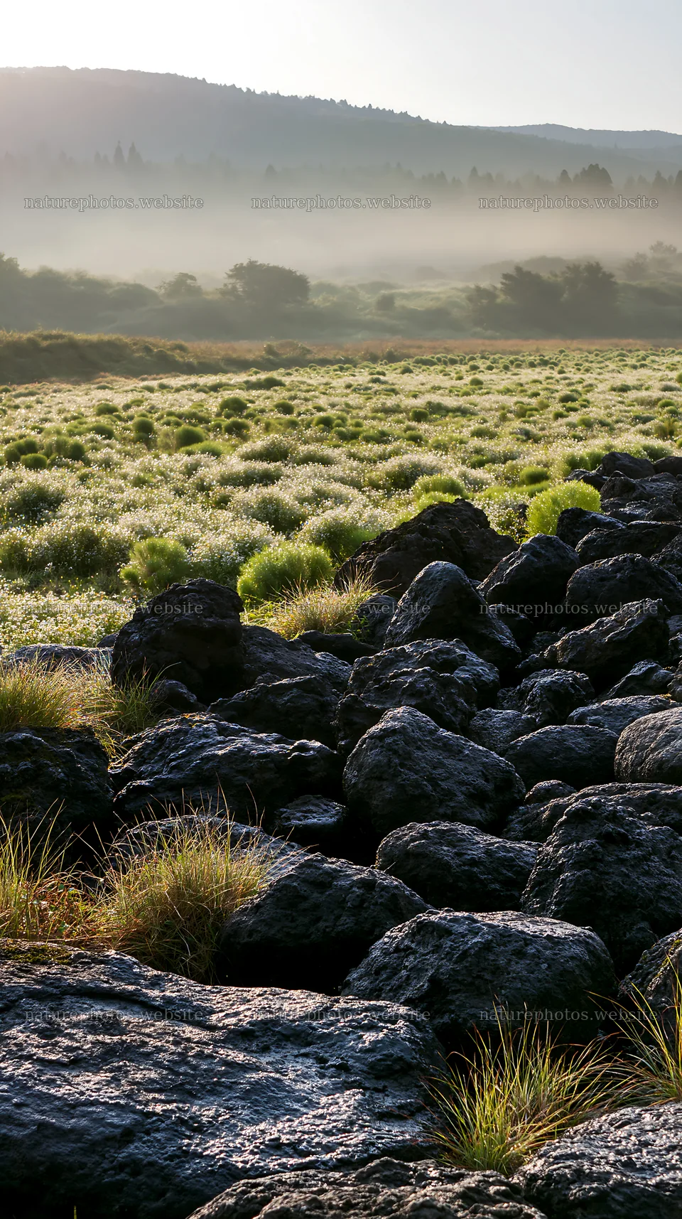Kanagawa heat resilient meadow volcanic stones in natural setting – nature photos 5938x10608