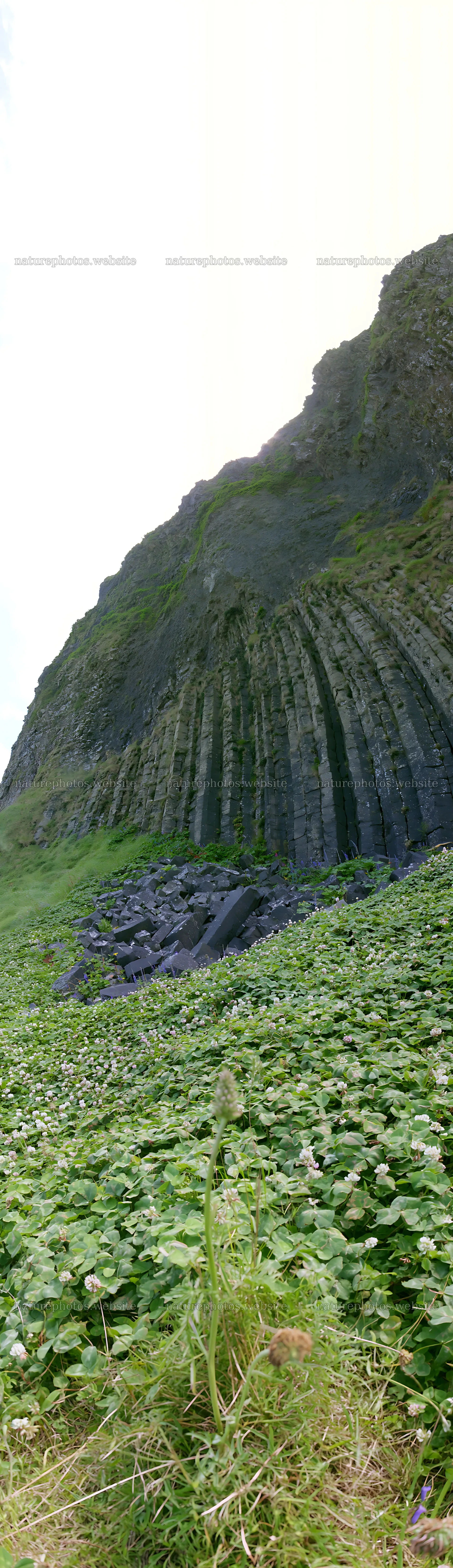 Clover speedwell meadow with rock formations in daylight – nature photos 4268x14762