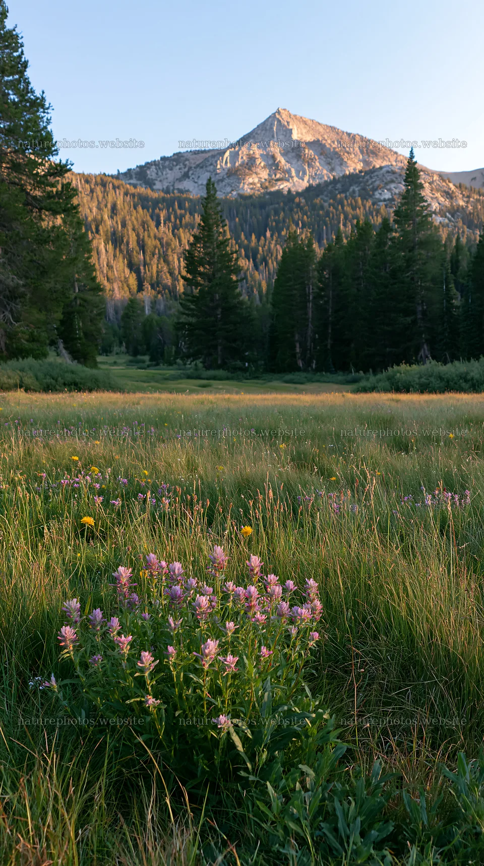 Tall grass meadow with wildflowers and mountains in the background – nature photos 5938x10608