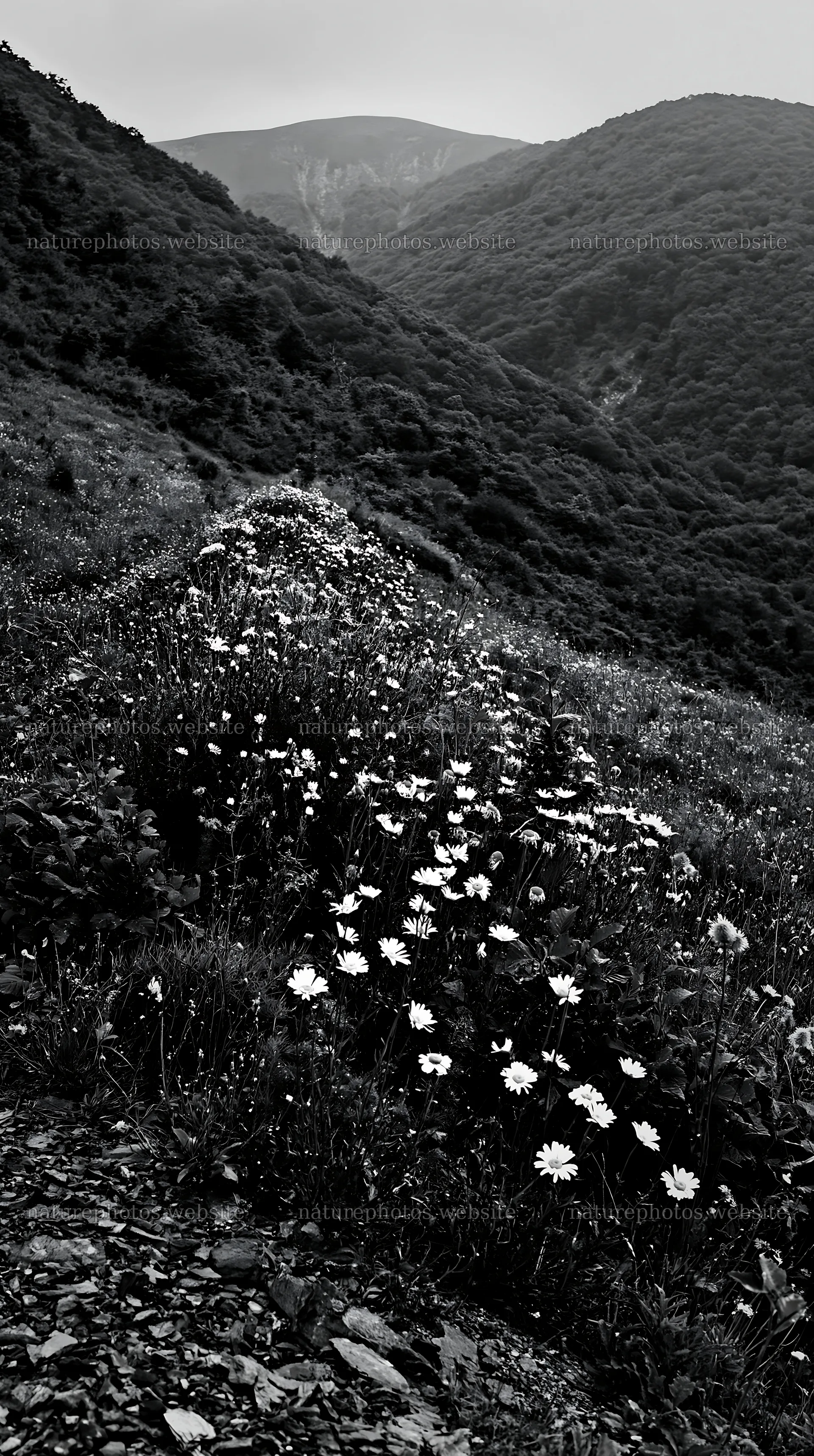 Regenerative meadow with wildflowers in a mountainous landscape – nature photos 5938x10608