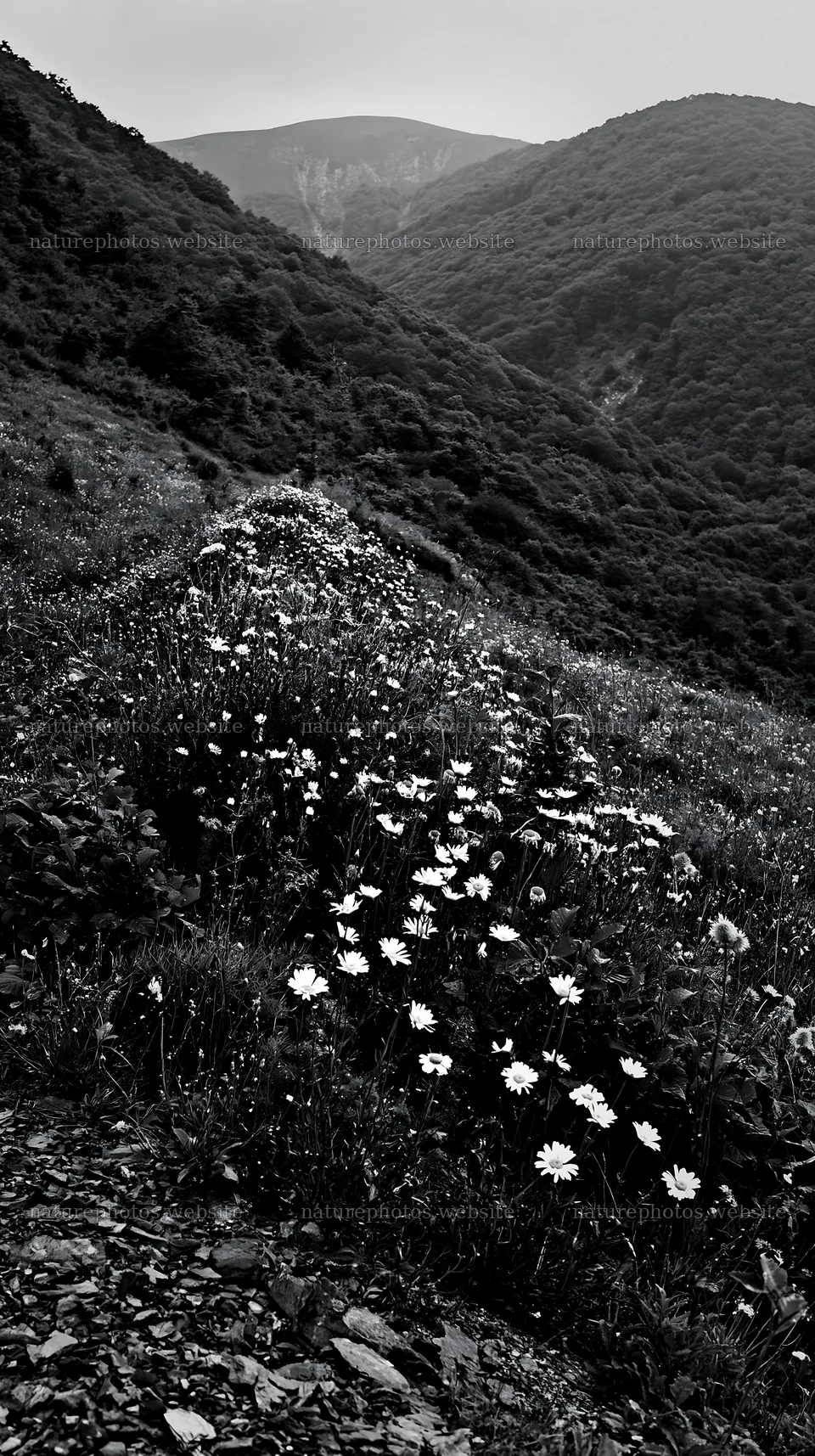 Regenerative meadow with wildflowers in a mountainous landscape – nature photos 5938x10608