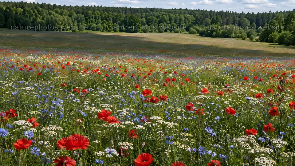 Wildflower Meadow in a Forest Clearing – nature photos 10324x5812