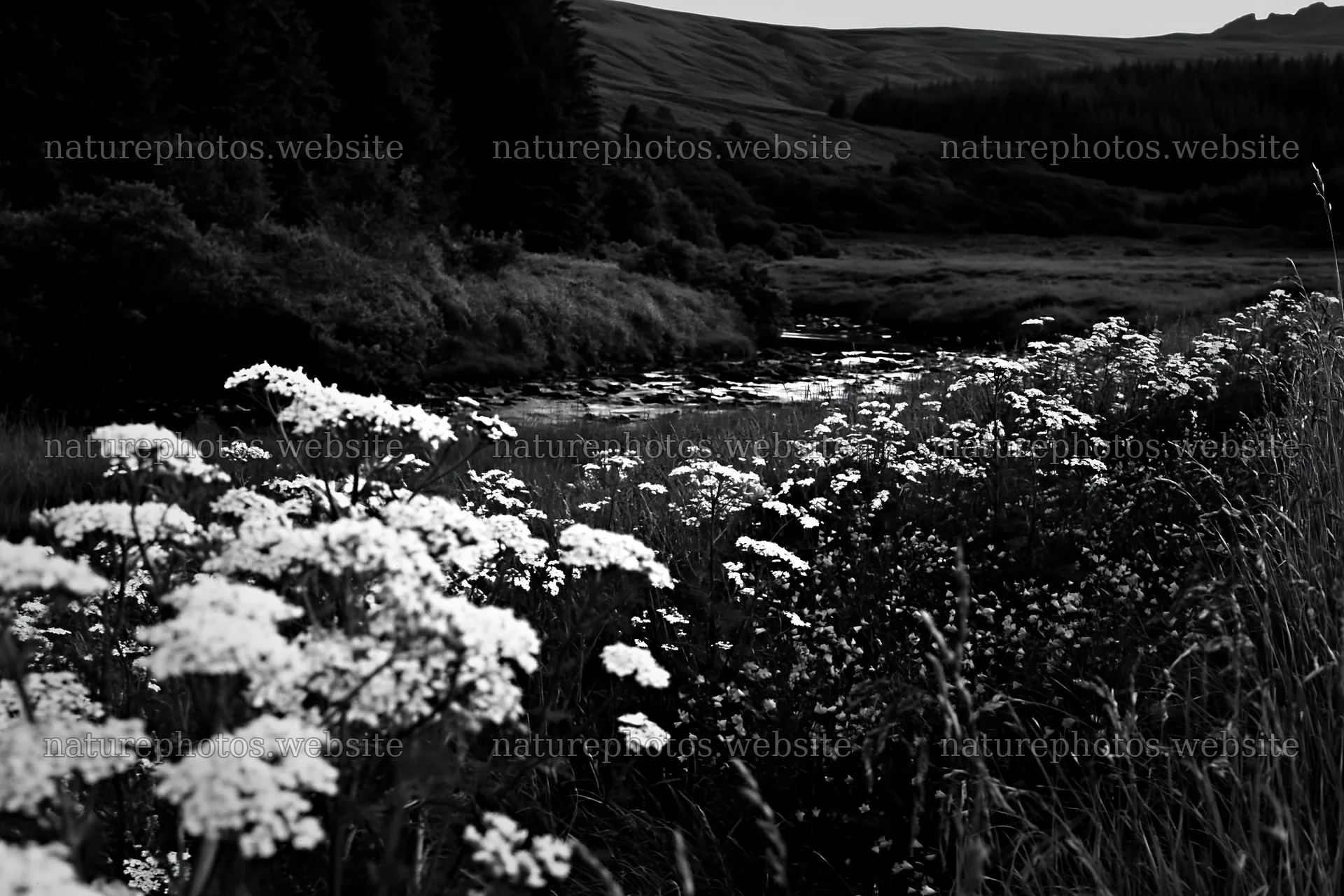 Woodland meadow flower border beside a stream – nature photos 9722x6480