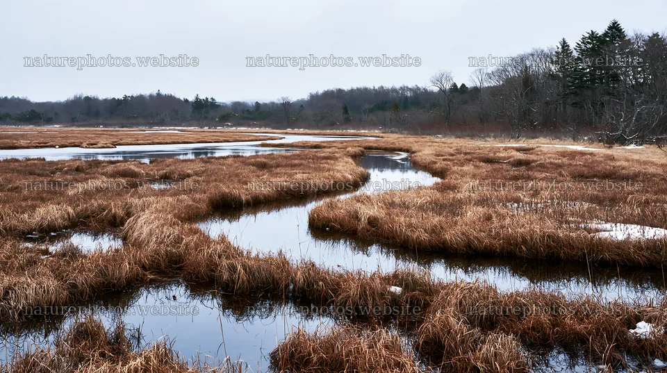 Akita snowmelt meadow with silver grasses in winter – nature photos 10608x5938