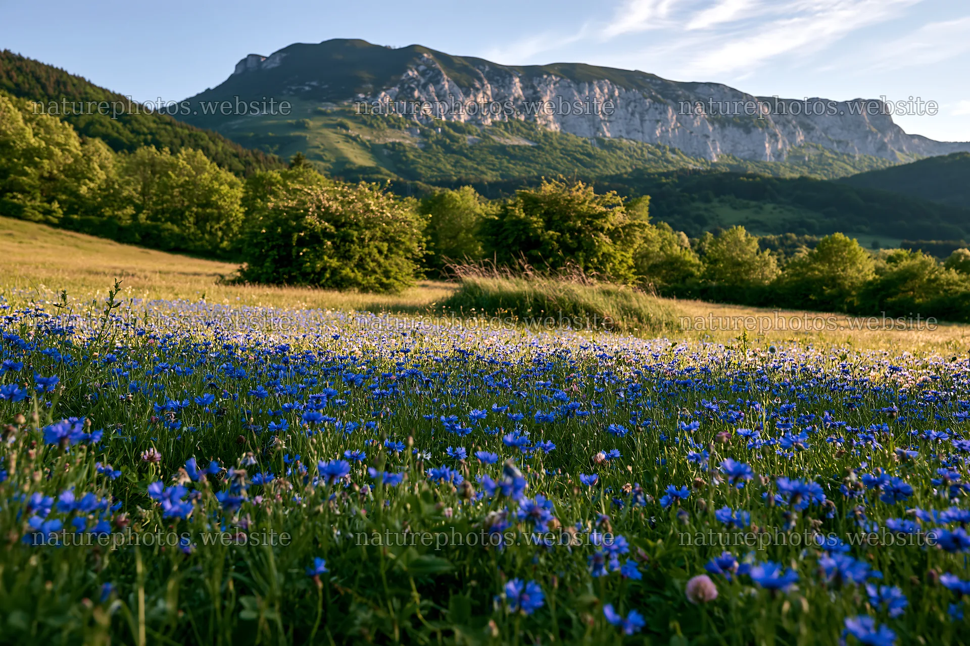 Clover cornflower meadow with mountains in the background – nature photos 9722x6480