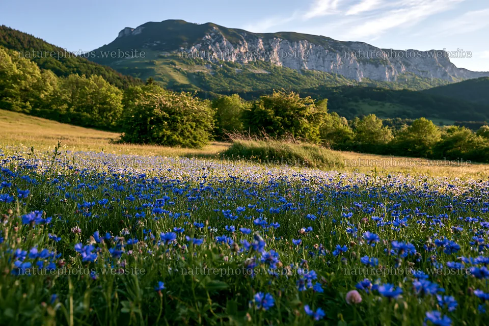 Clover cornflower meadow with mountains in the background – nature photos 9722x6480