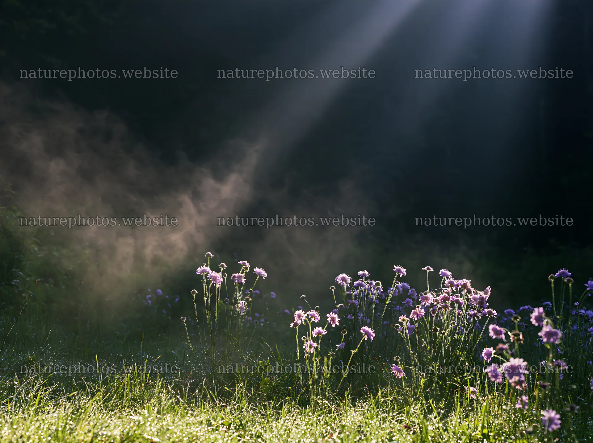 Crepuscular rays shine over meadow with flowers – nature photos 9174x6866