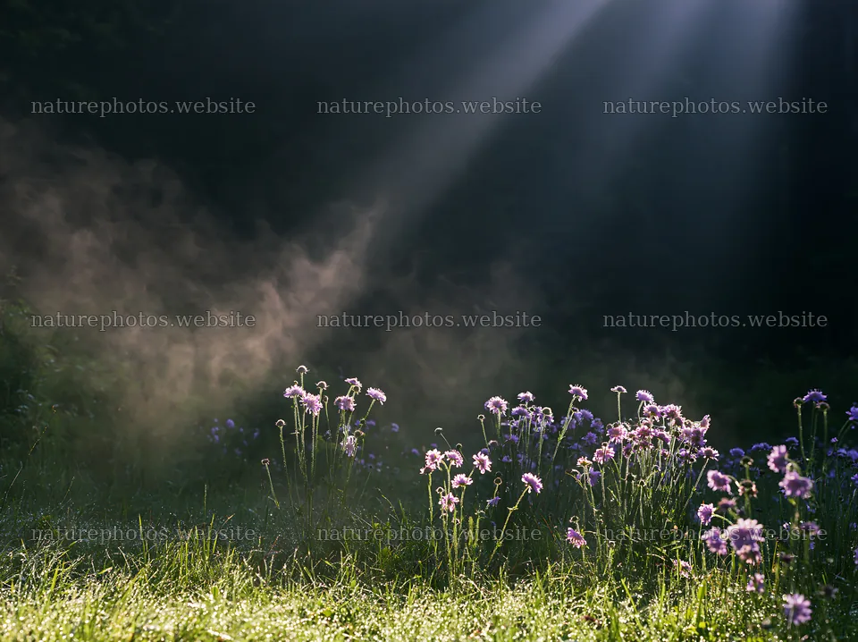 Crepuscular rays shine over meadow with flowers – nature photos 9174x6866