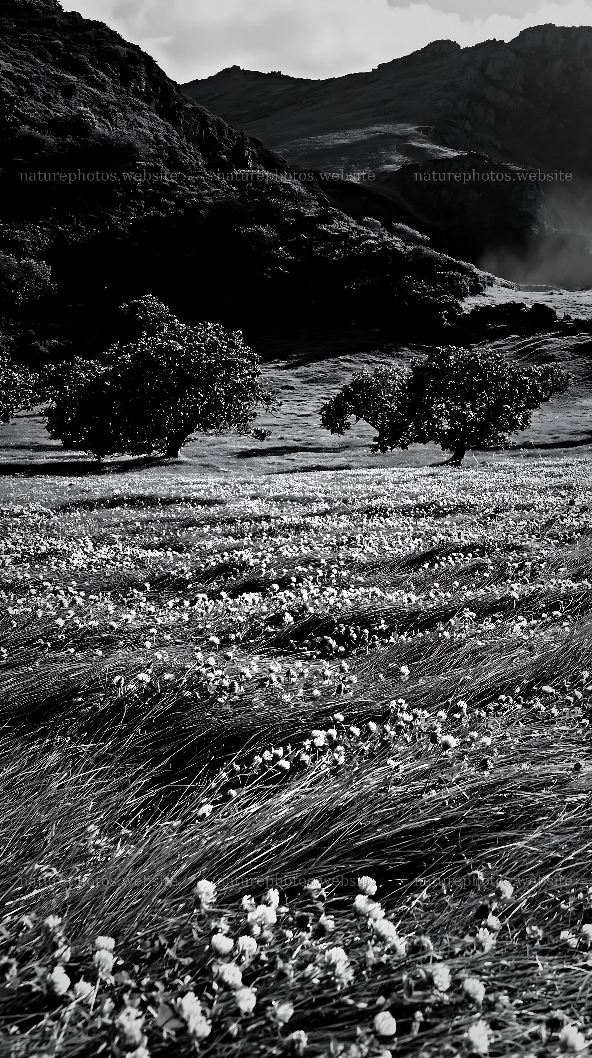 Clover and apple meadow under a cloudy sky – nature photos 5938x10608
