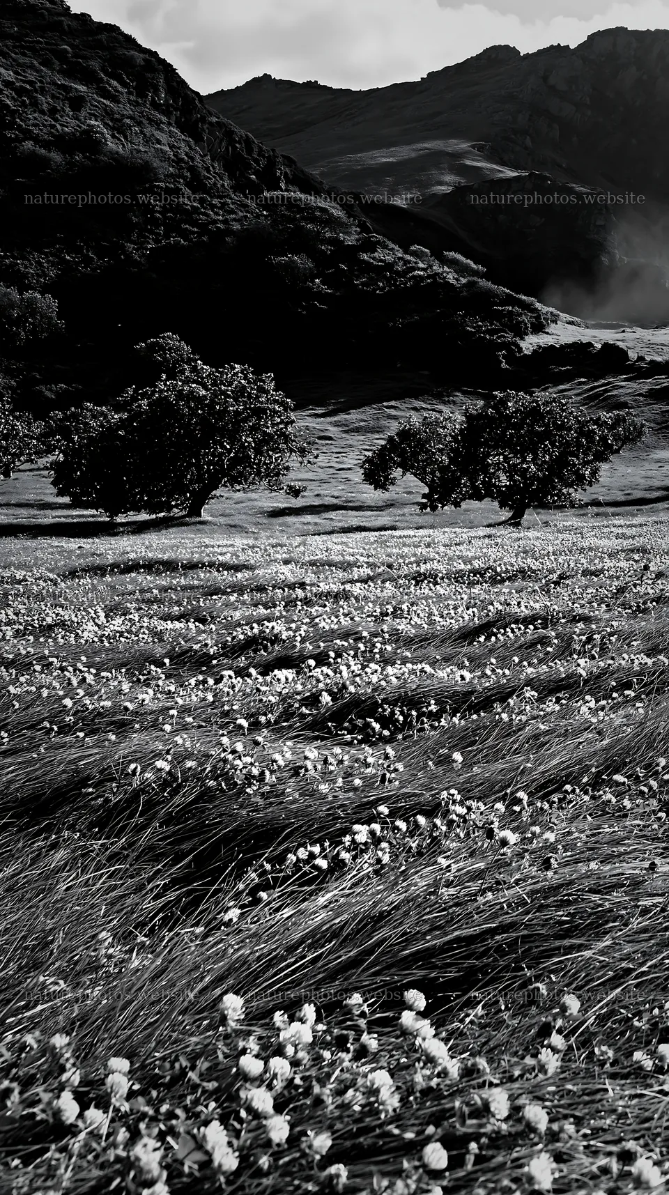 Clover and apple meadow under a cloudy sky – nature photos 5938x10608