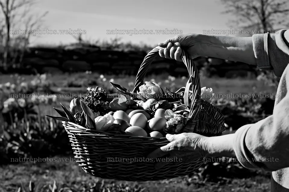 Easter basket in a meadow with flowers and eggs – nature photos 9722x6480