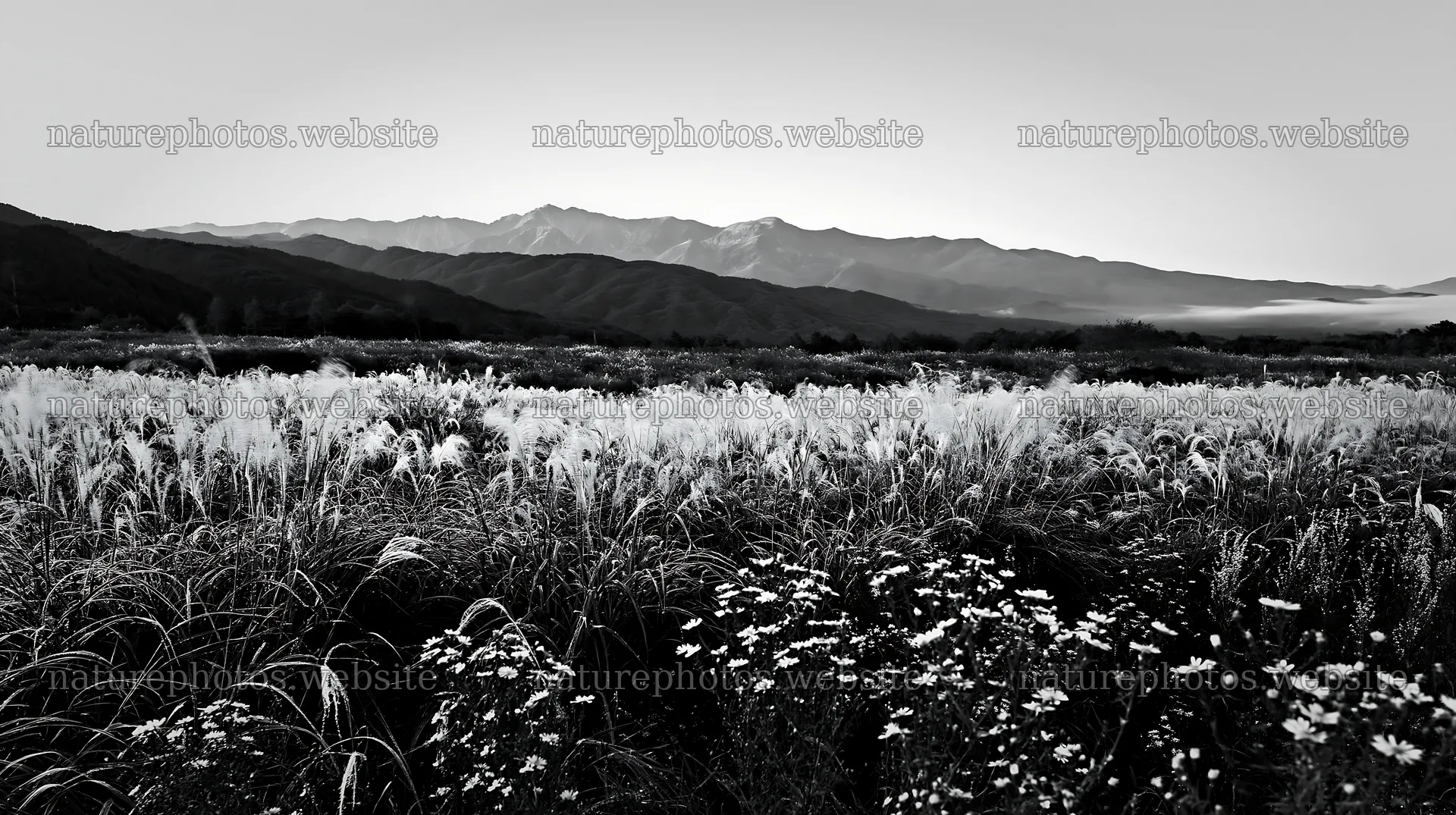 Biodiverse Nagano silver grass meadow dew at sunrise – nature photos 10608x5938