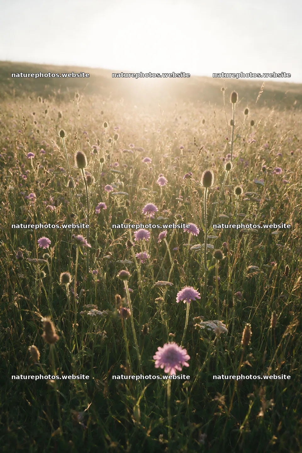 Rewilded meadow with flowers under the setting sun – nature photos 6480x9722