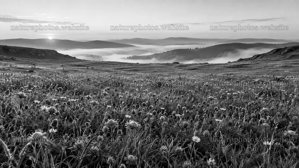 Monochrome Wildflower Meadow in Morning Mist – nature photos 10324x5812