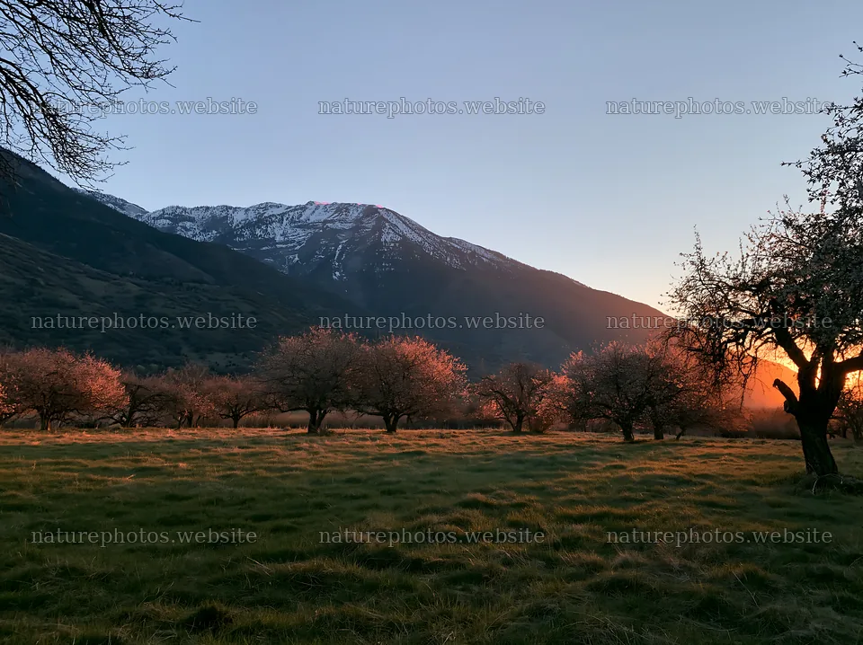 Valley apple meadow at sunset near mountain range – nature photos 9174x6866
