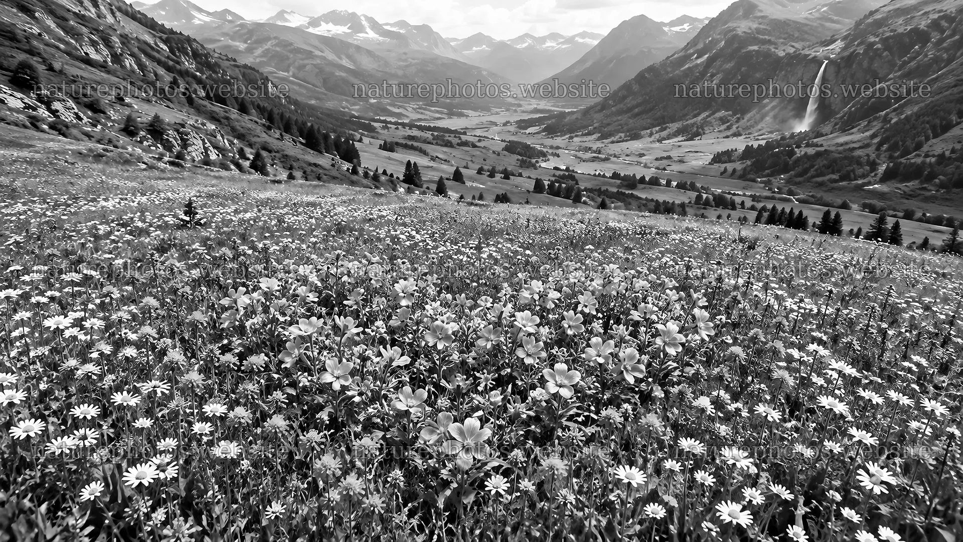 Monochrome Wildflower Meadow in a Mountain Valley – nature photos 10324x5812