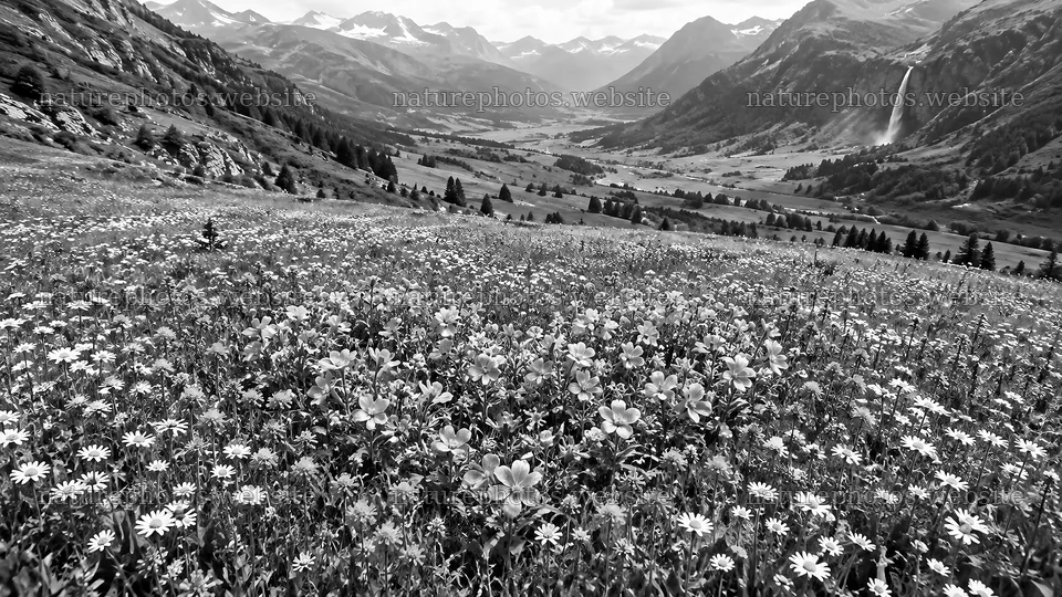 Monochrome Wildflower Meadow in a Mountain Valley – nature photos 10324x5812