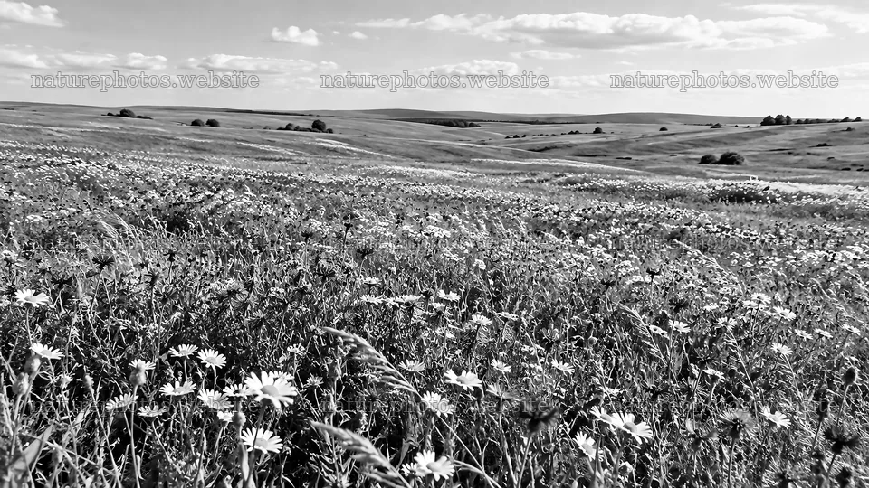 Black and White Wildflower Meadow Under Clouds – nature photos 10324x5812