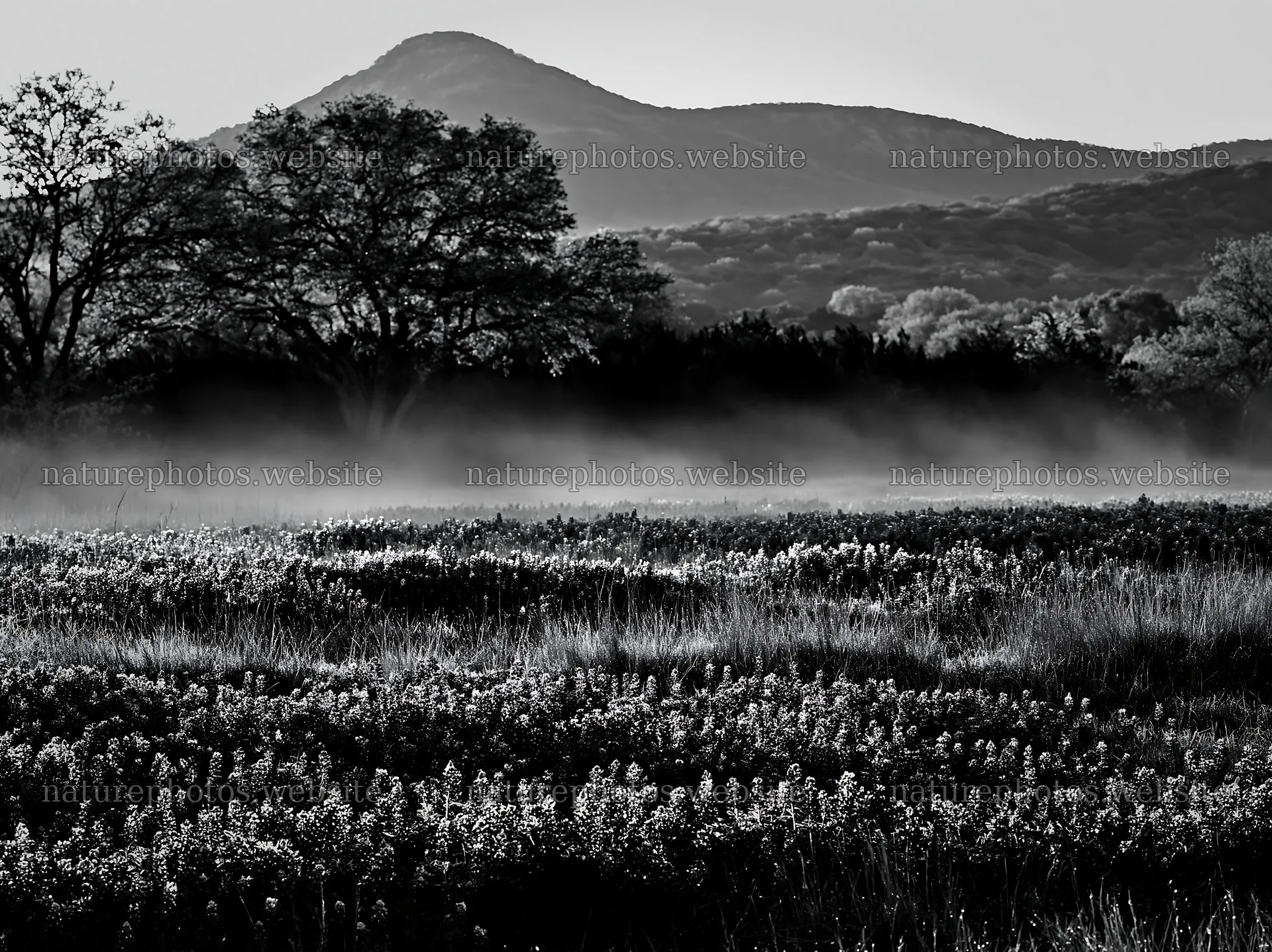 Bluebonnet meadow at sunrise in black and white – nature photos 9174x6866