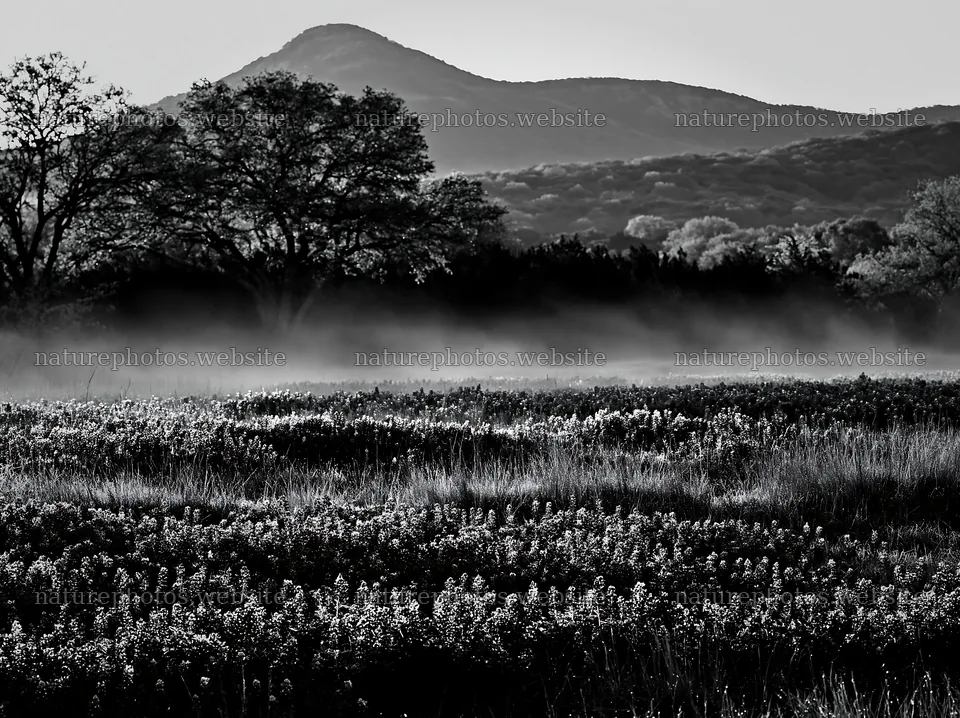 Bluebonnet meadow at sunrise in black and white – nature photos 9174x6866