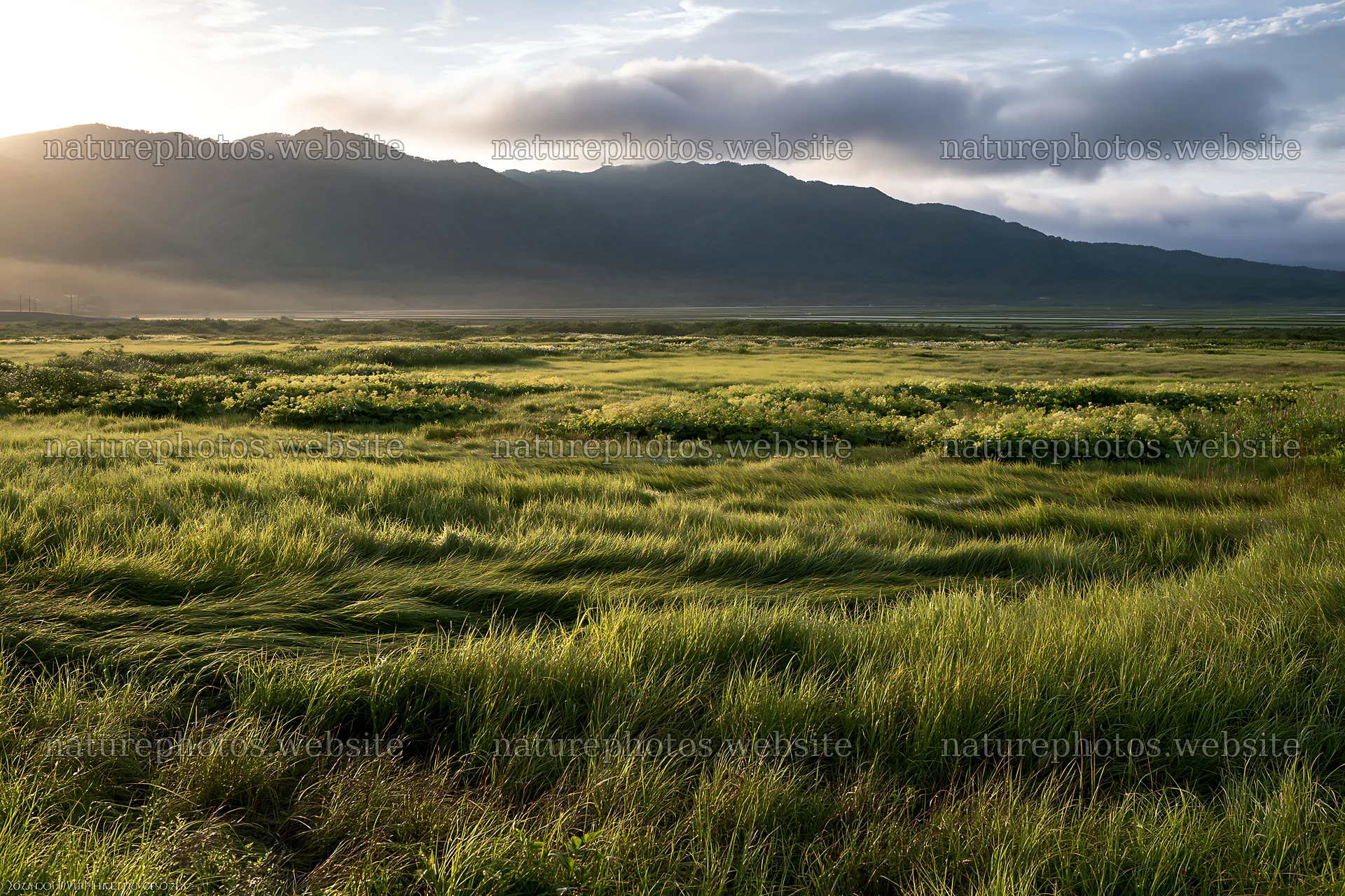 Expansive Hokkaido restoration meadow with dewdrops – nature photos 9722x6480