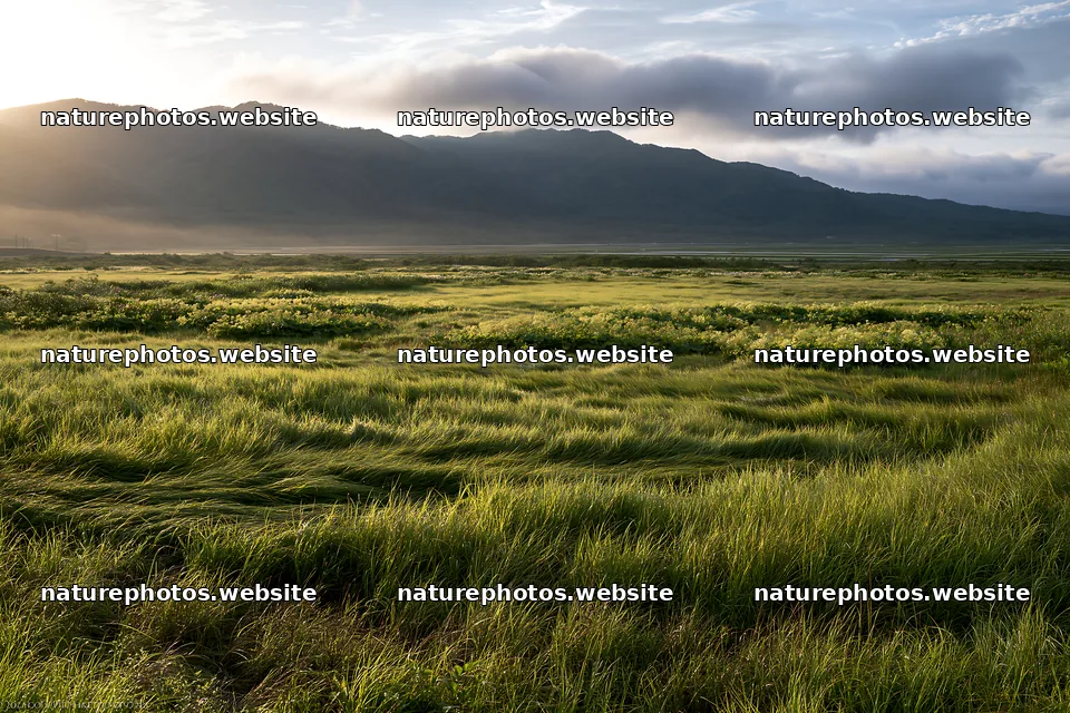 Expansive Hokkaido restoration meadow with dewdrops – nature photos 9722x6480