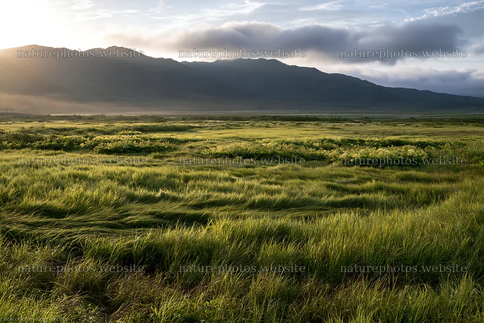 Expansive Hokkaido restoration meadow with dewdrops – nature photos 9722x6480