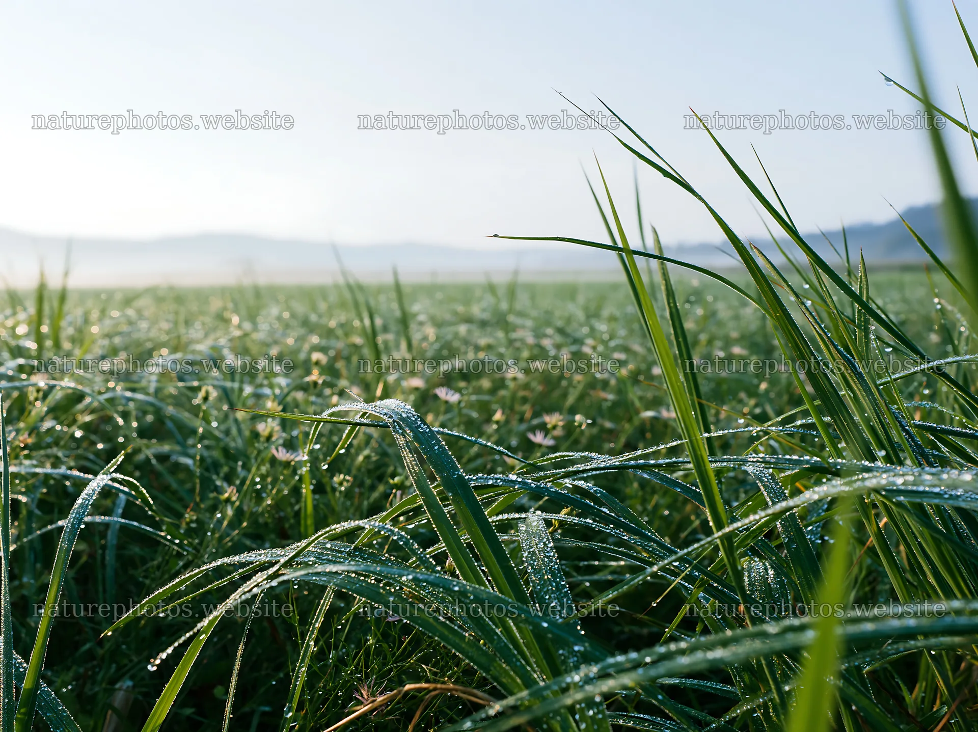 Miyazaki sunrise over dew-covered sedges in a green meadow – nature photos 9174x6866