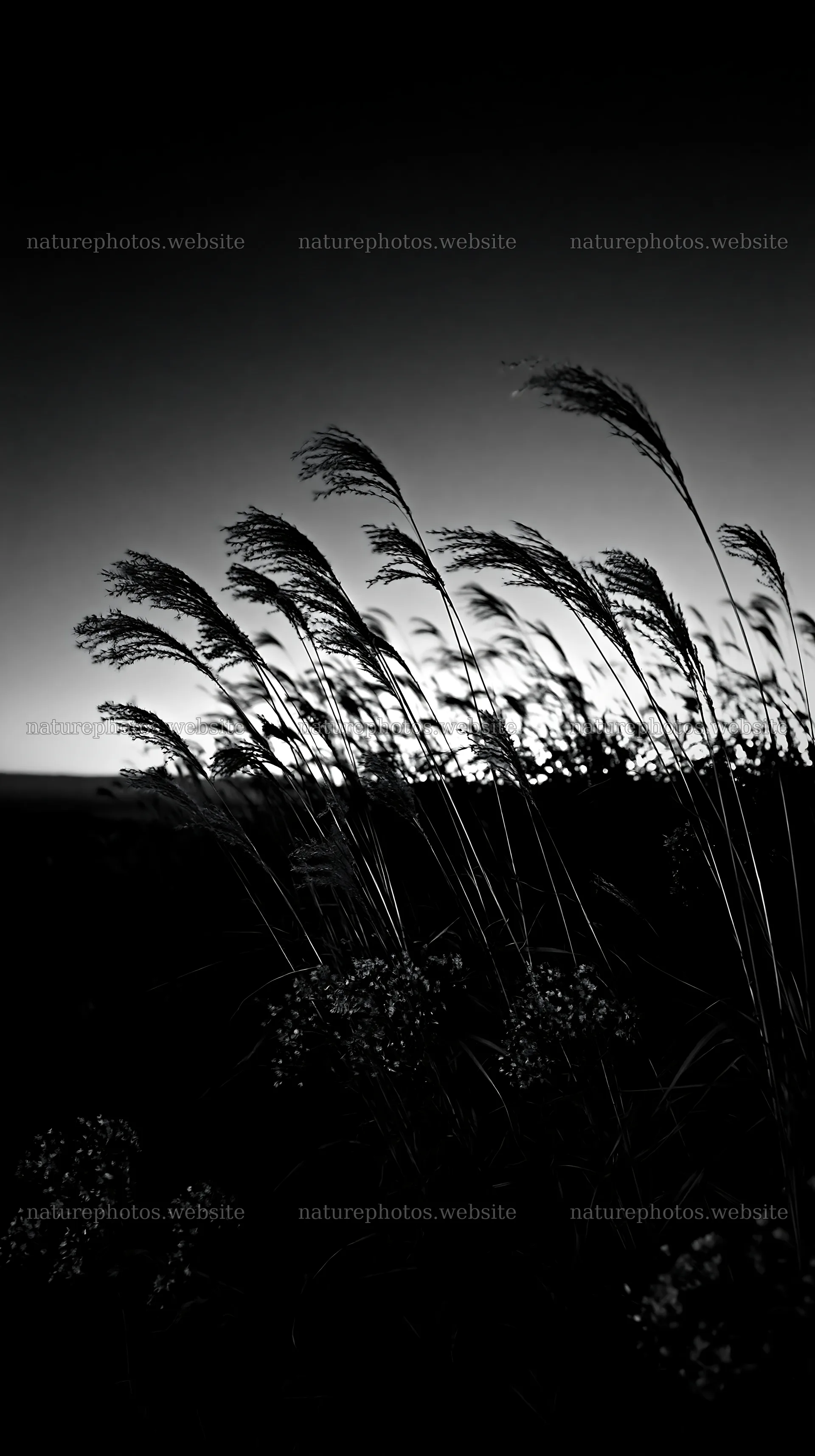 Ehime twilight meadow with dry seedheads – nature photos 5938x10608