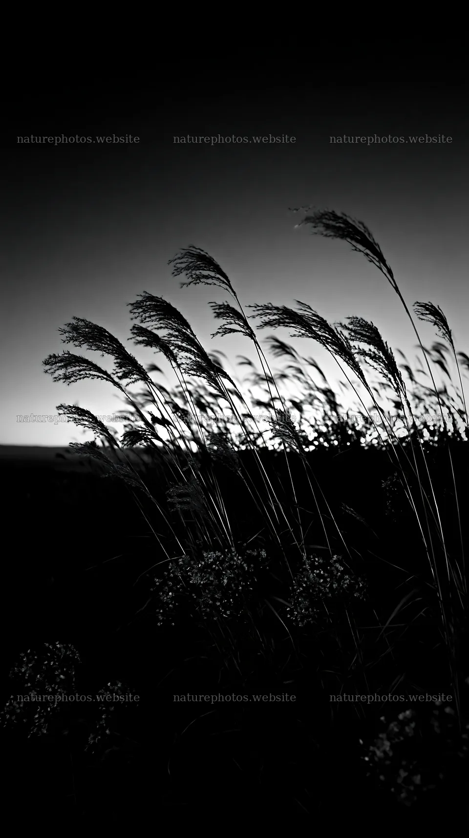 Ehime twilight meadow with dry seedheads – nature photos 5938x10608